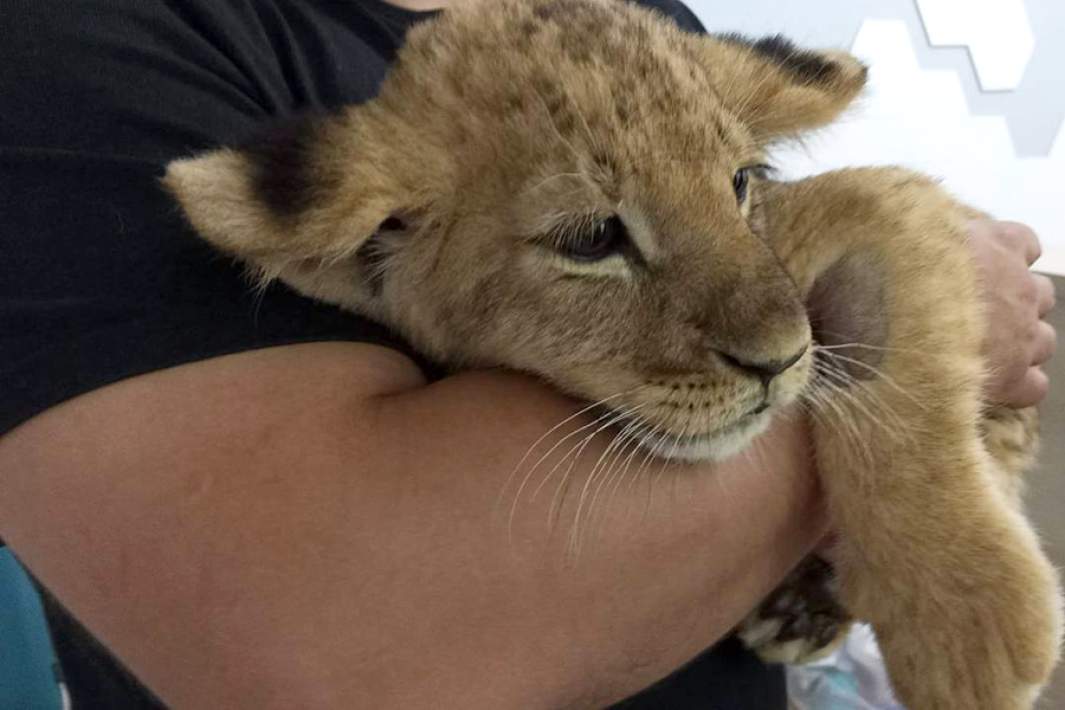 Львенок, подброшенный в одну из ветеринарных клиник Москвы