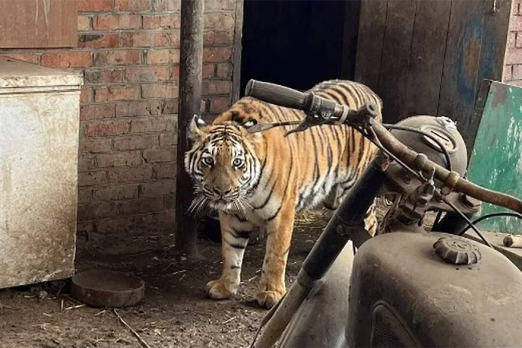 Тигрица Лаура, изъятая у жителя Краснодарского края