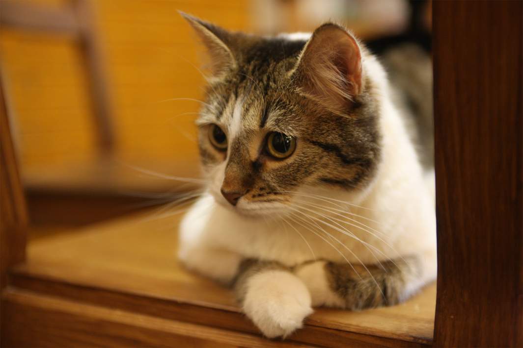 Кошка