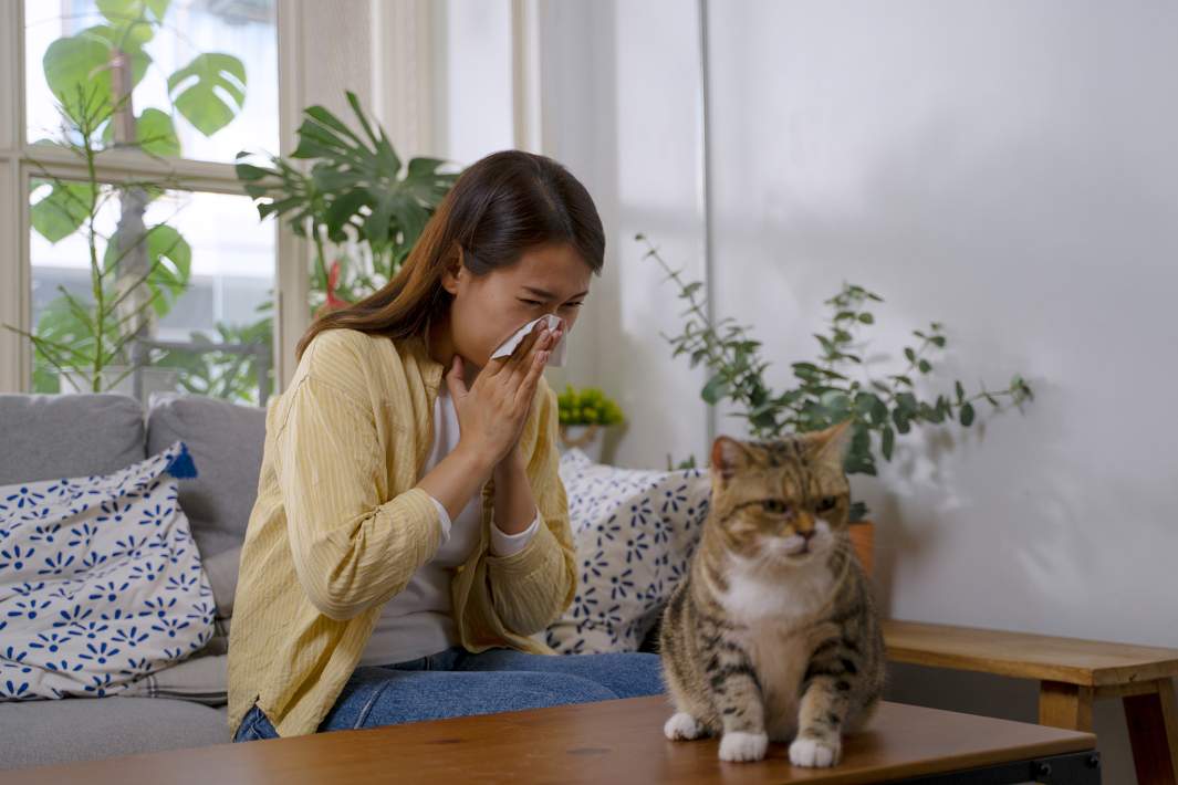 аллергия на кошек 