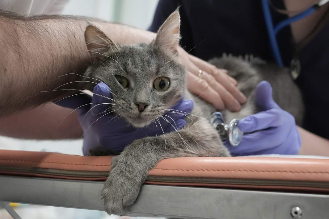 Кошка у ветеринара