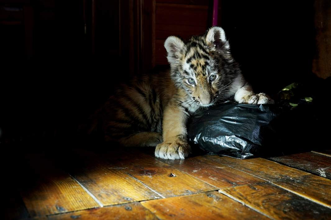 Тигренок играет в одном из помещений зоопарка