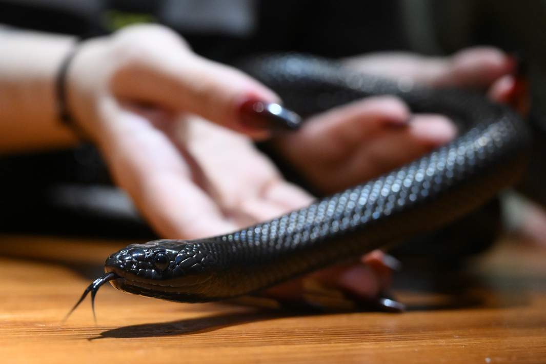 Змея в руках девушки