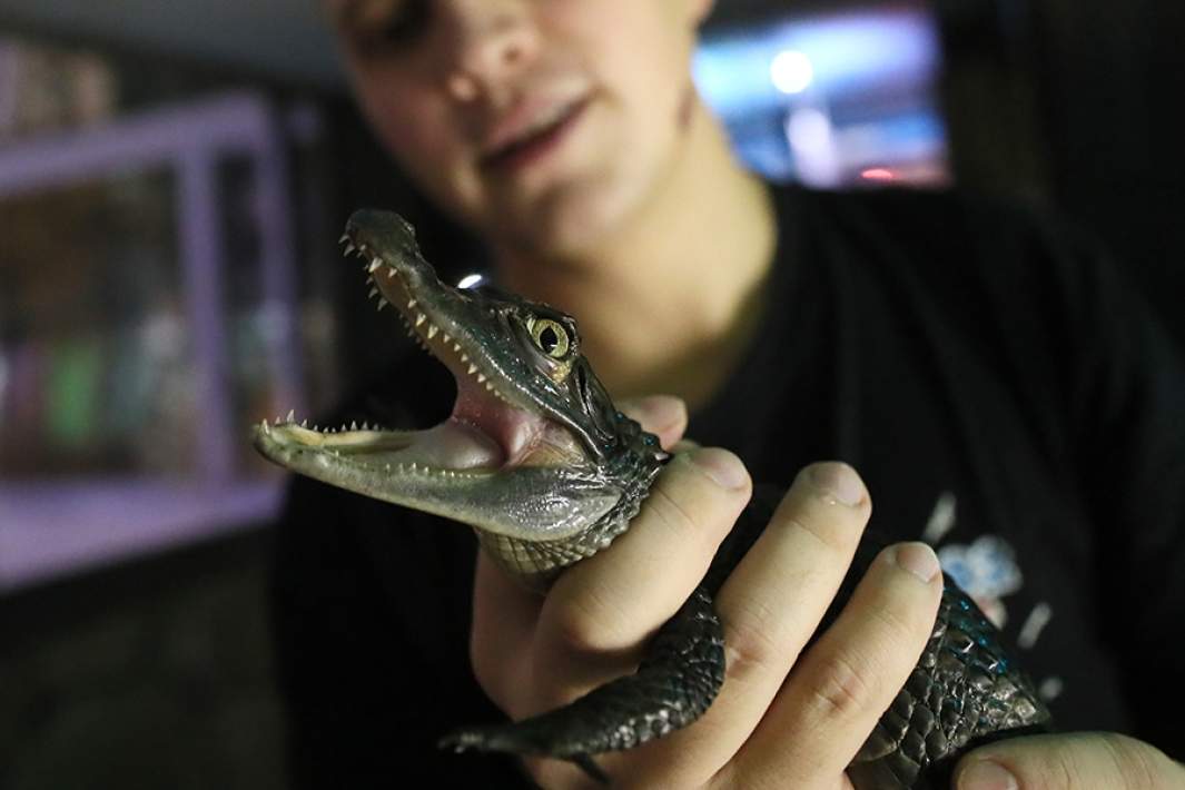 Крокодил в руках мужчины