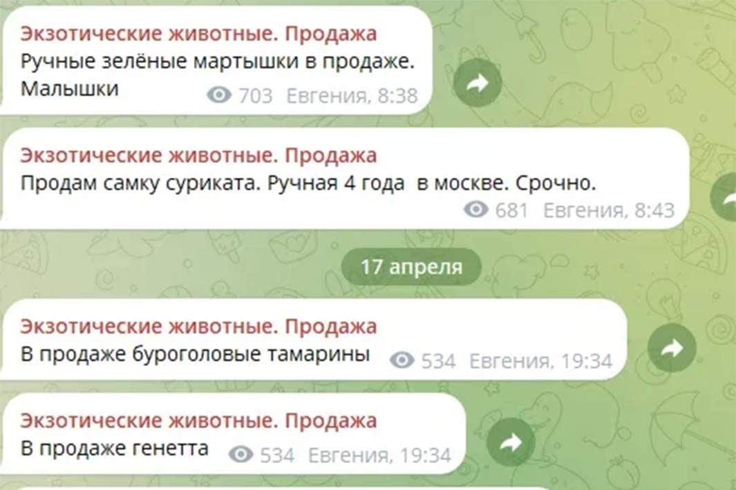 Скрин с чата
