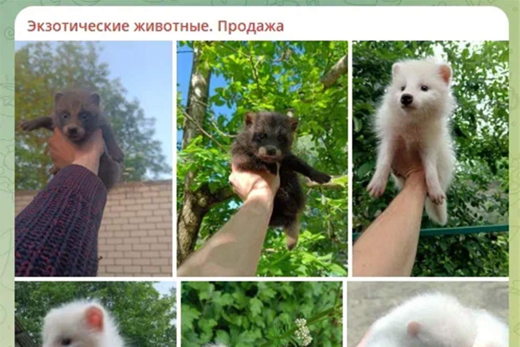 скрин с чата