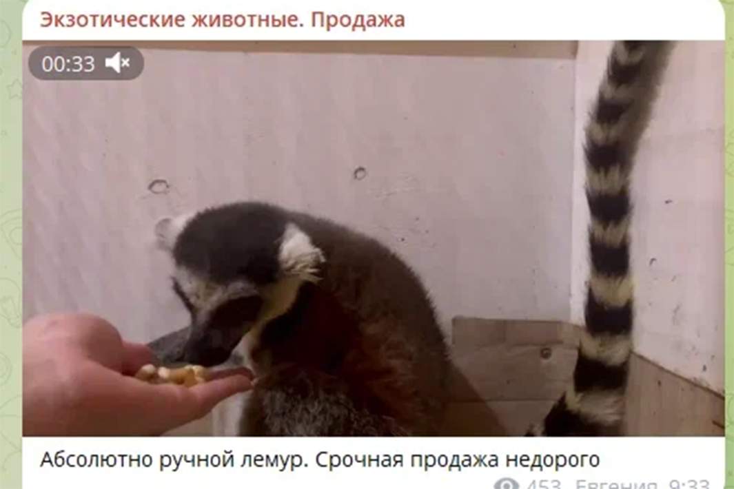 Лемур