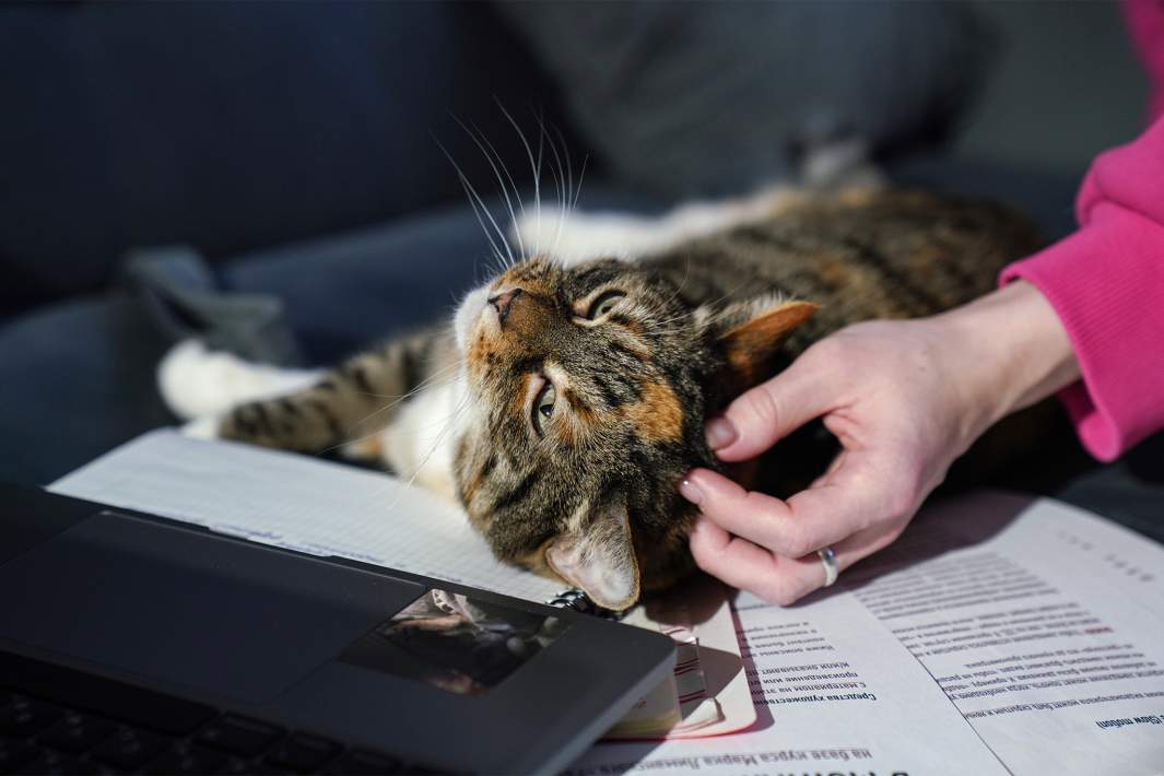 Кошка