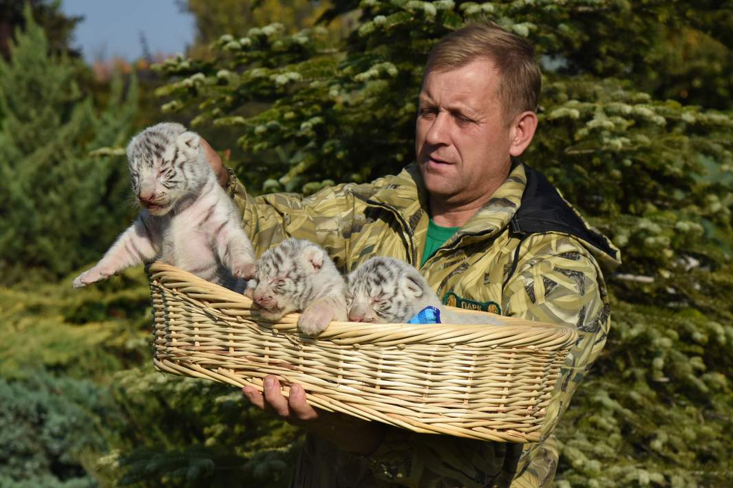 Мужчина и тигрята