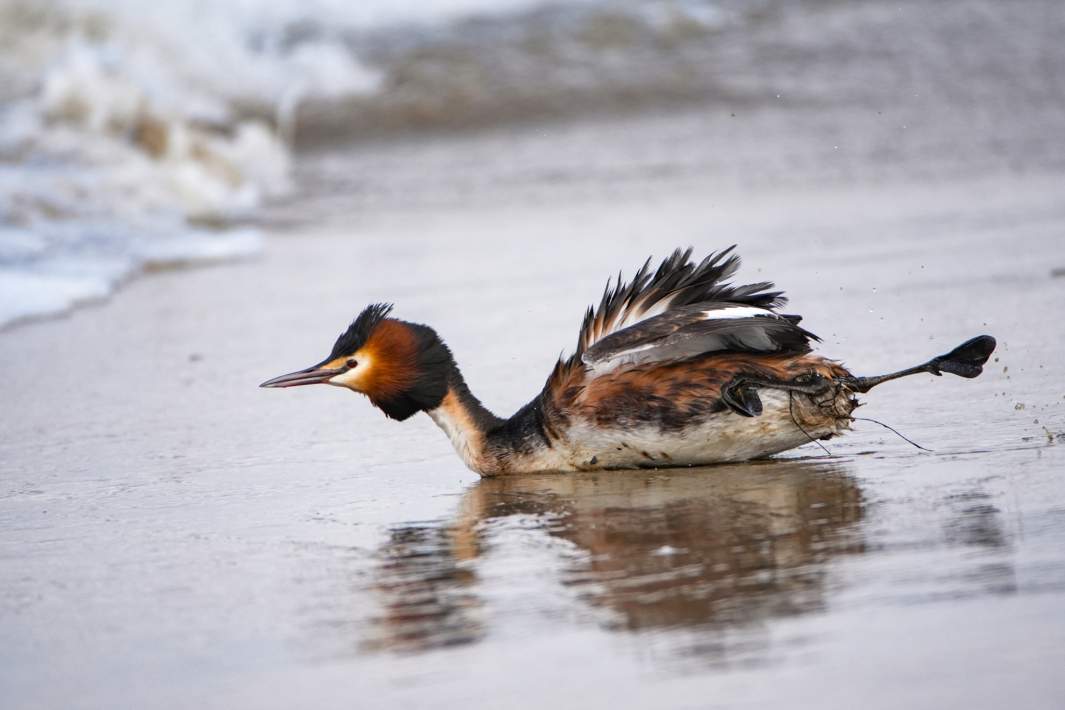 Птица, пострадавшая от выбросов мазута