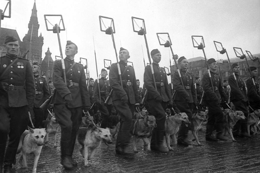 Саперы с собаками минно-разыскной службы проходят по Красной площади во время Парада Победы 24 июня 1945 года