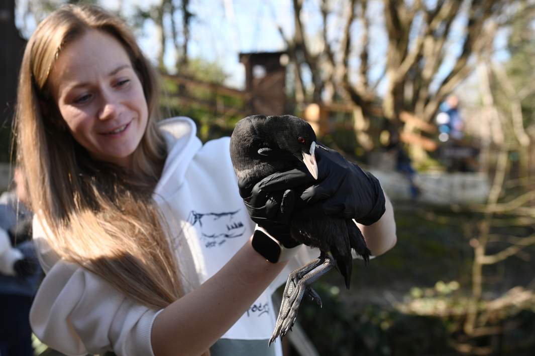 Выпуск в природу водоплавающих птиц