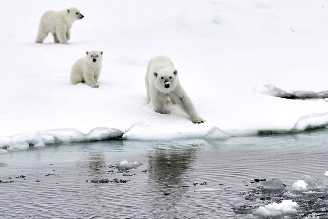 Белые медведи на льдине