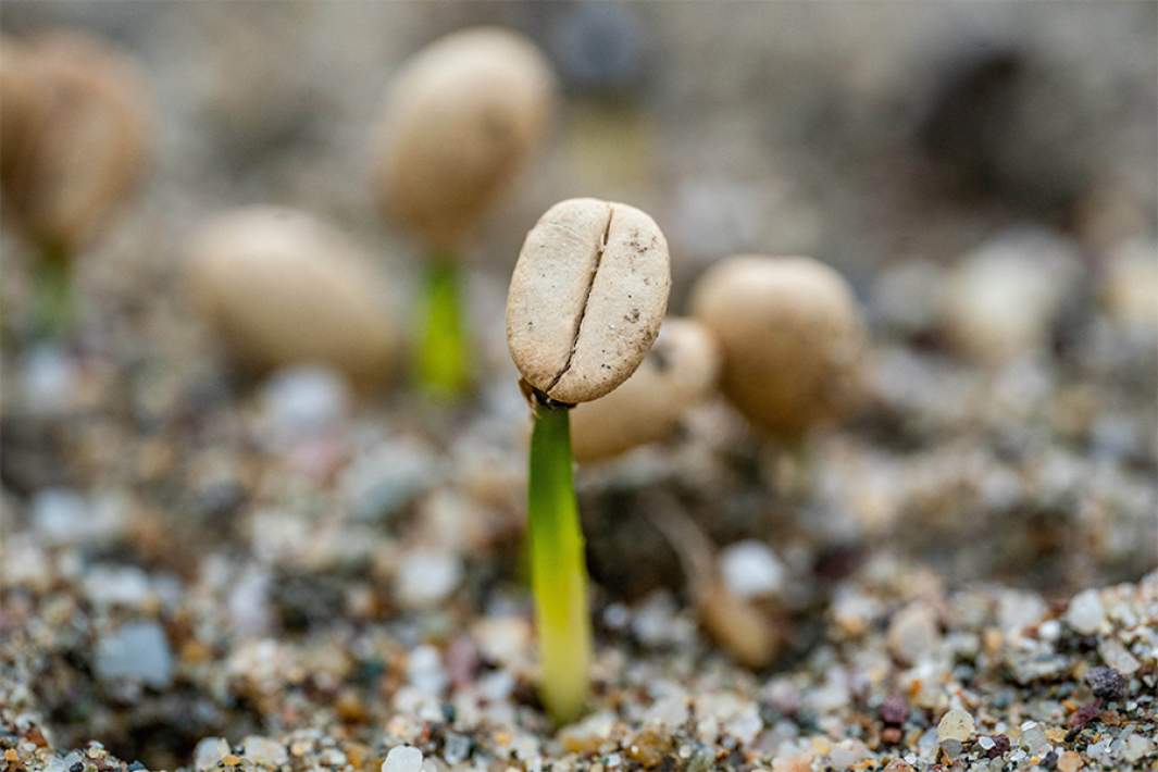 Выращиивание