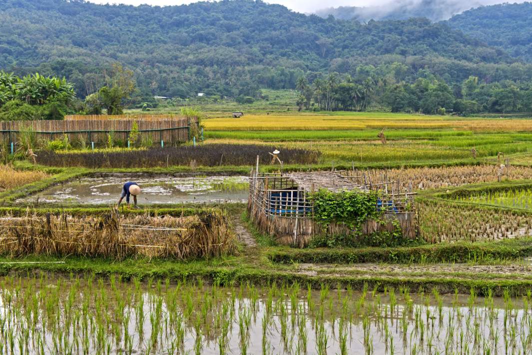 рисовые поля