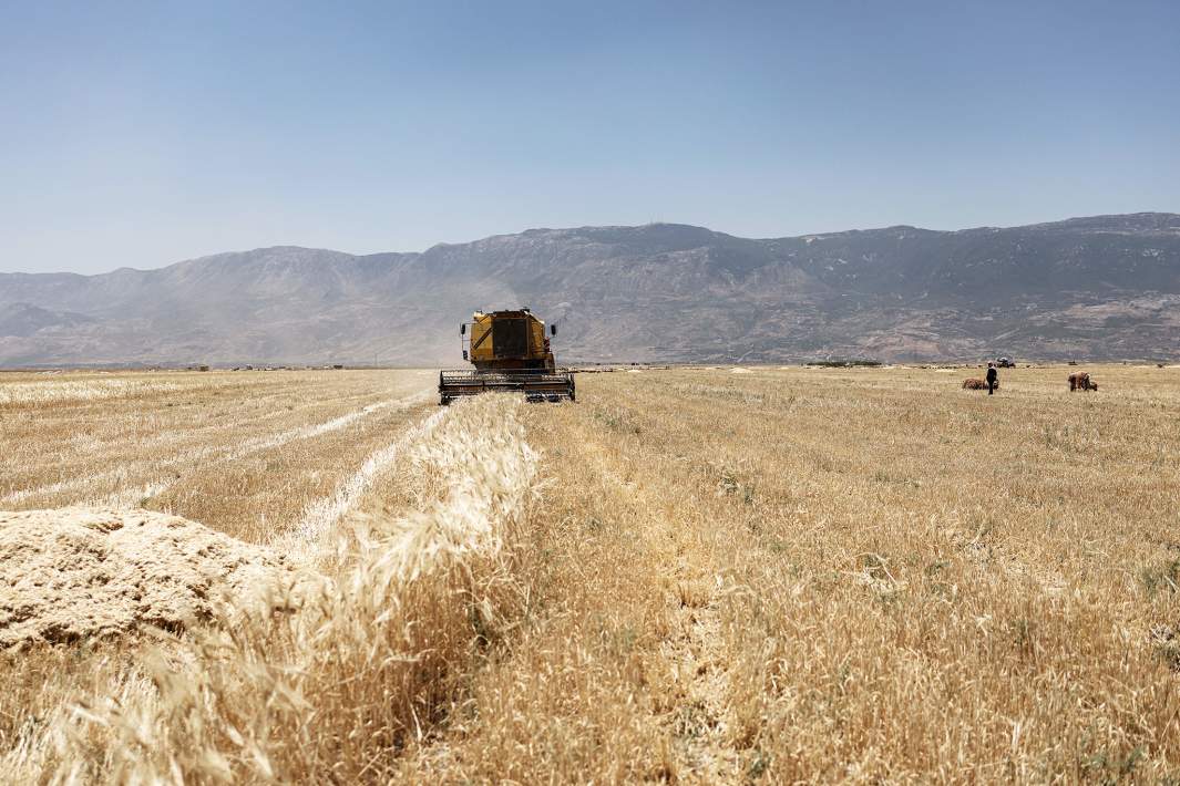 поле пшеницы