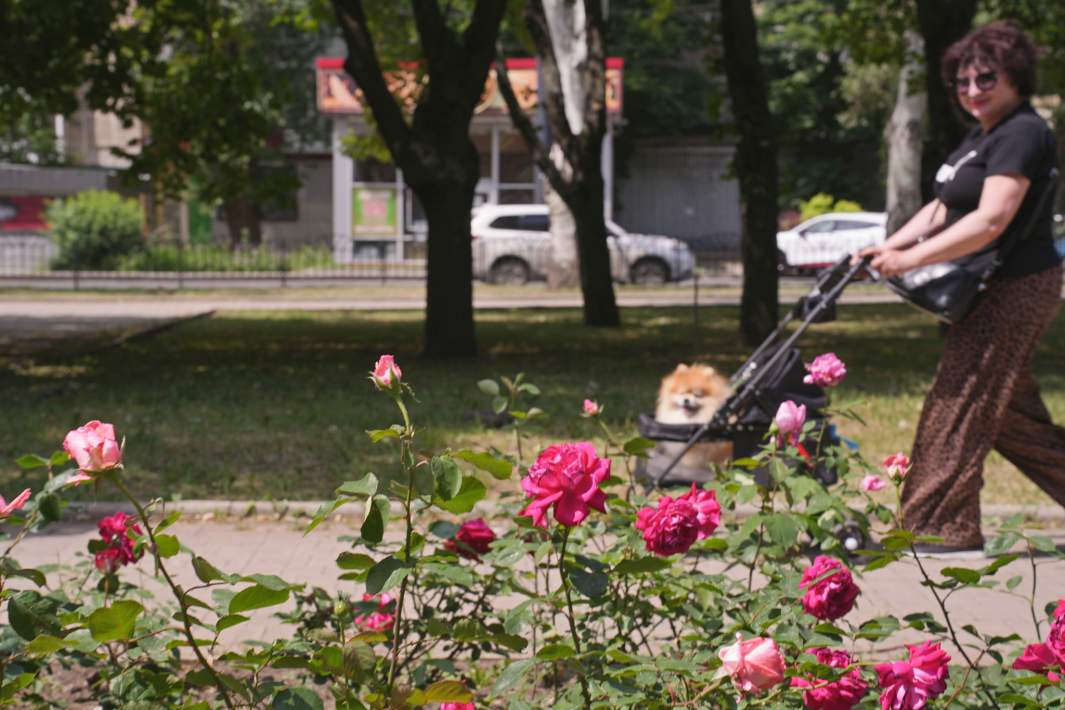 Розы цветут и в центре, и на окраинах