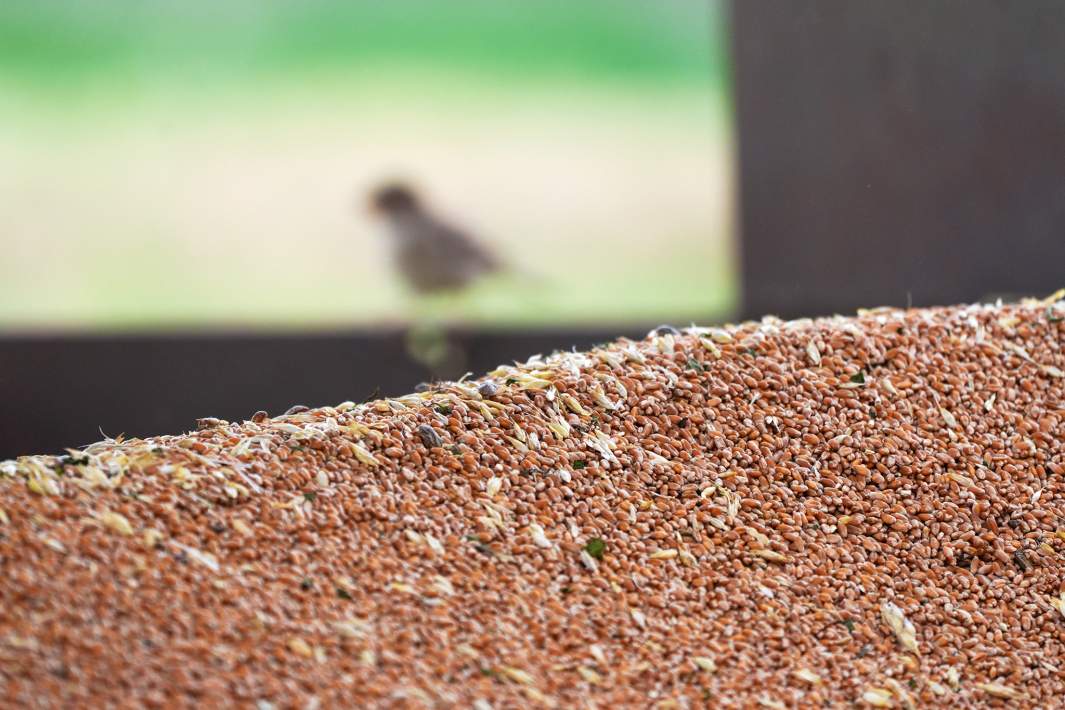 Уборка урожая пшеницы