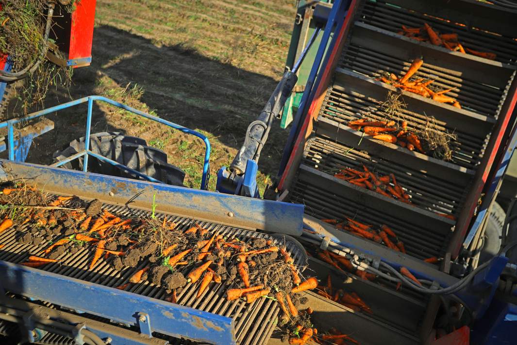 сбор урожая