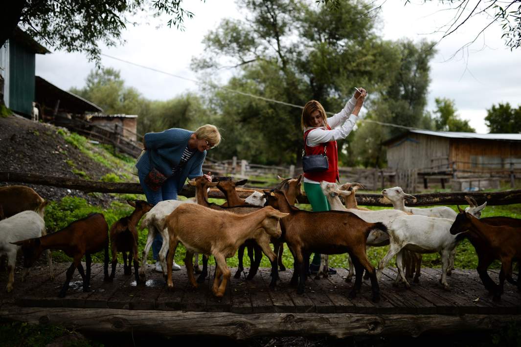Посетители фотографируются с козами на ферме