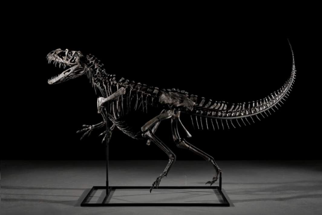 Цератозавр