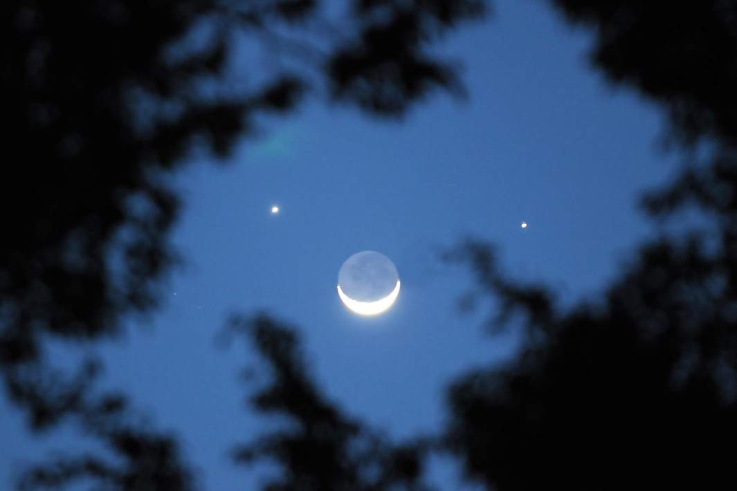 Луна на фоне деревьев 