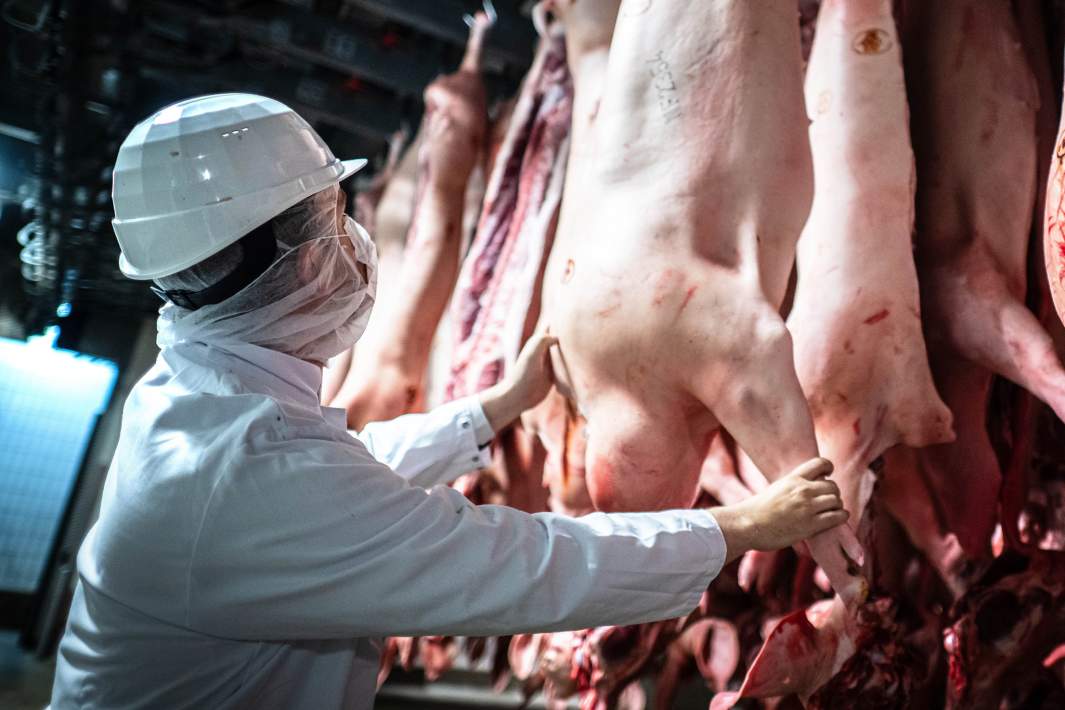 Осмотр свиной туши