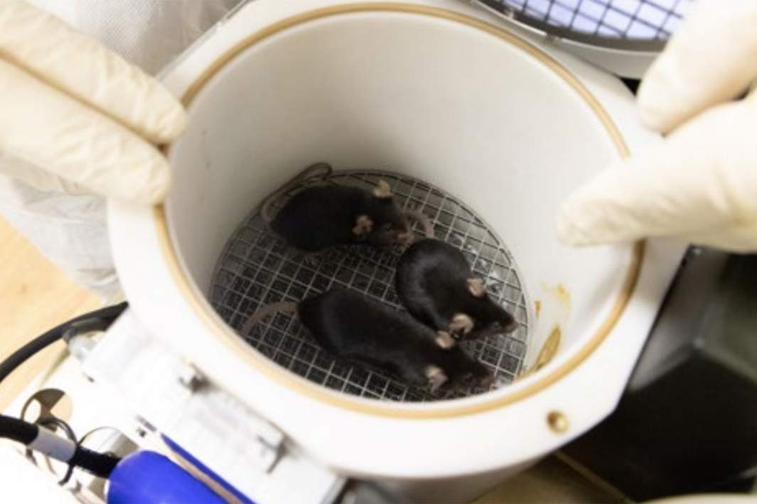 Мыши линии С57black/6 в научной аппаратуре БИОС МЛЖ-02 во время биолого-технических испытаний