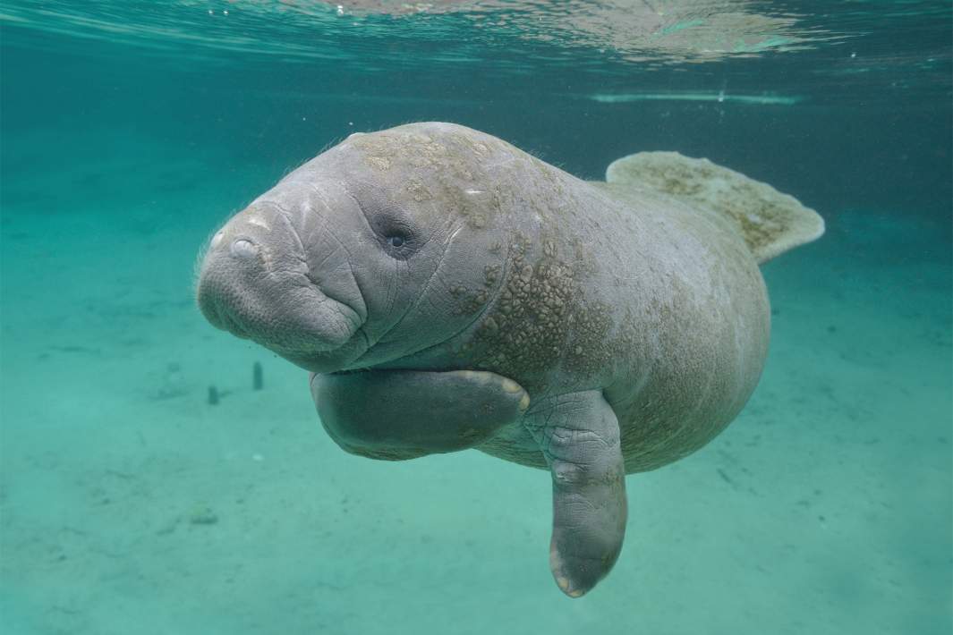 Морская корова