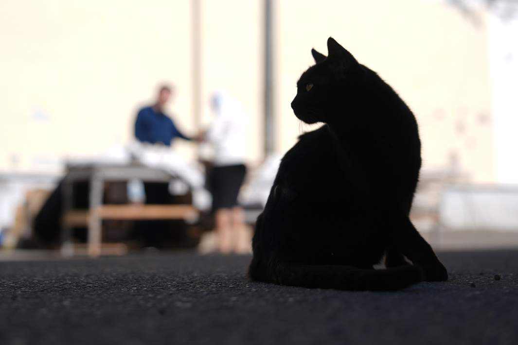 Черный кот