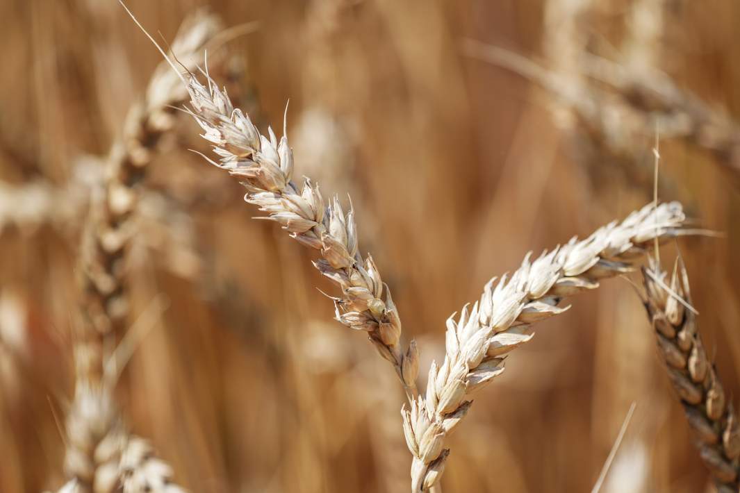 пшеница