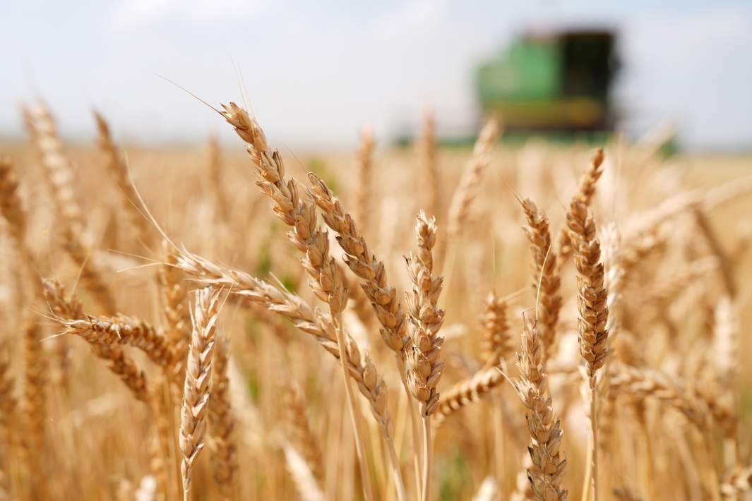 Пшеница