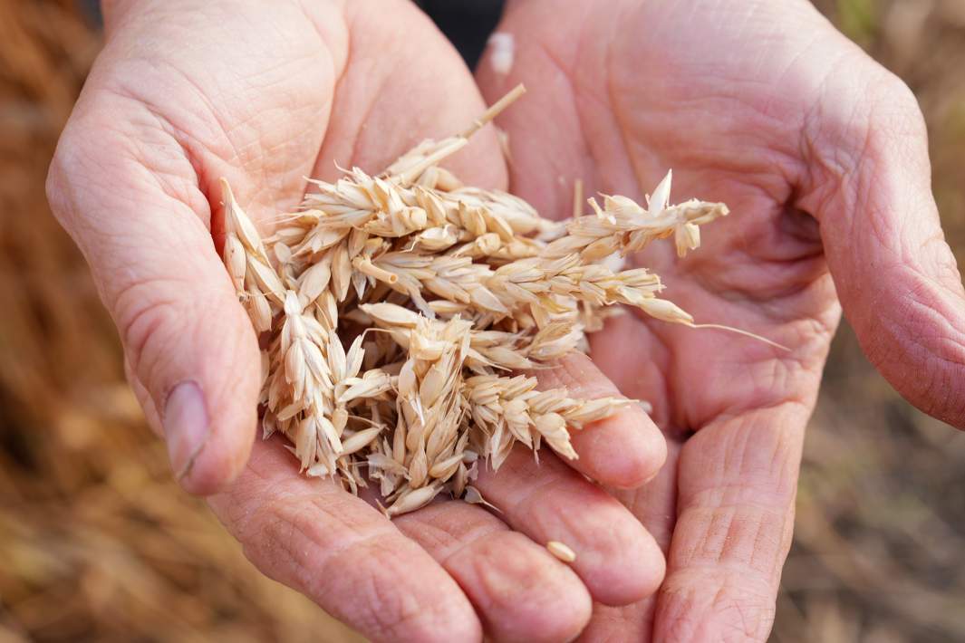 Агропромышленность