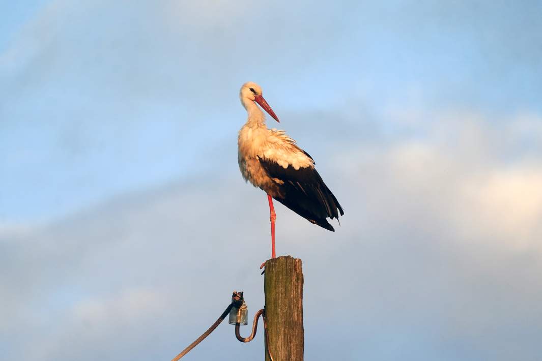 Аист на столбе 
