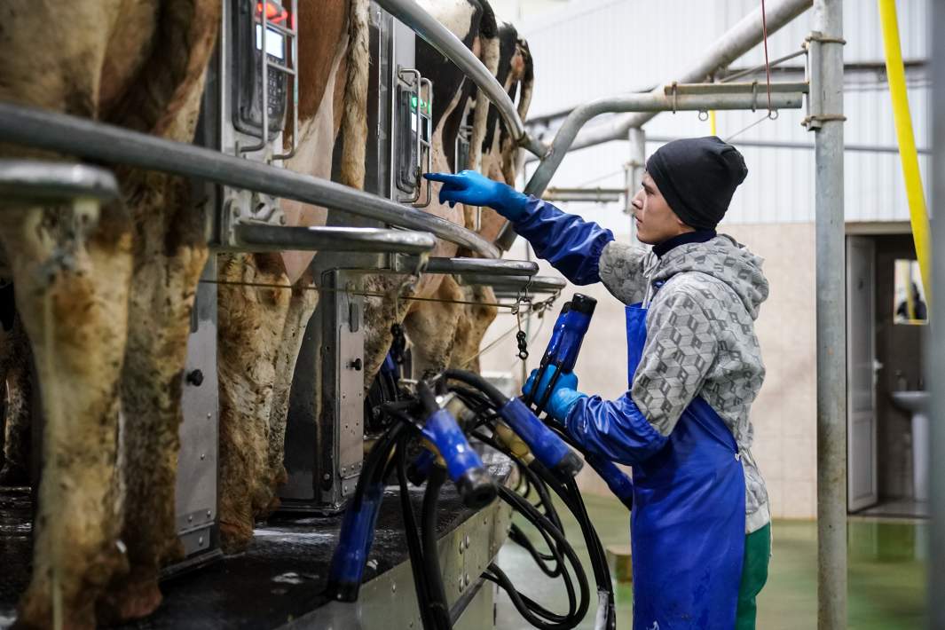 Коровы во время дойки 