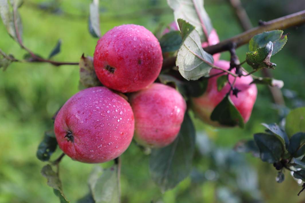Яблоня