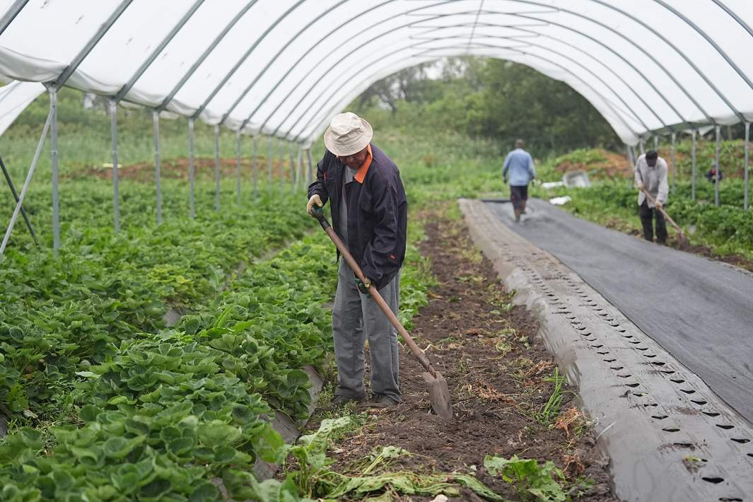 Сельское хозяйство