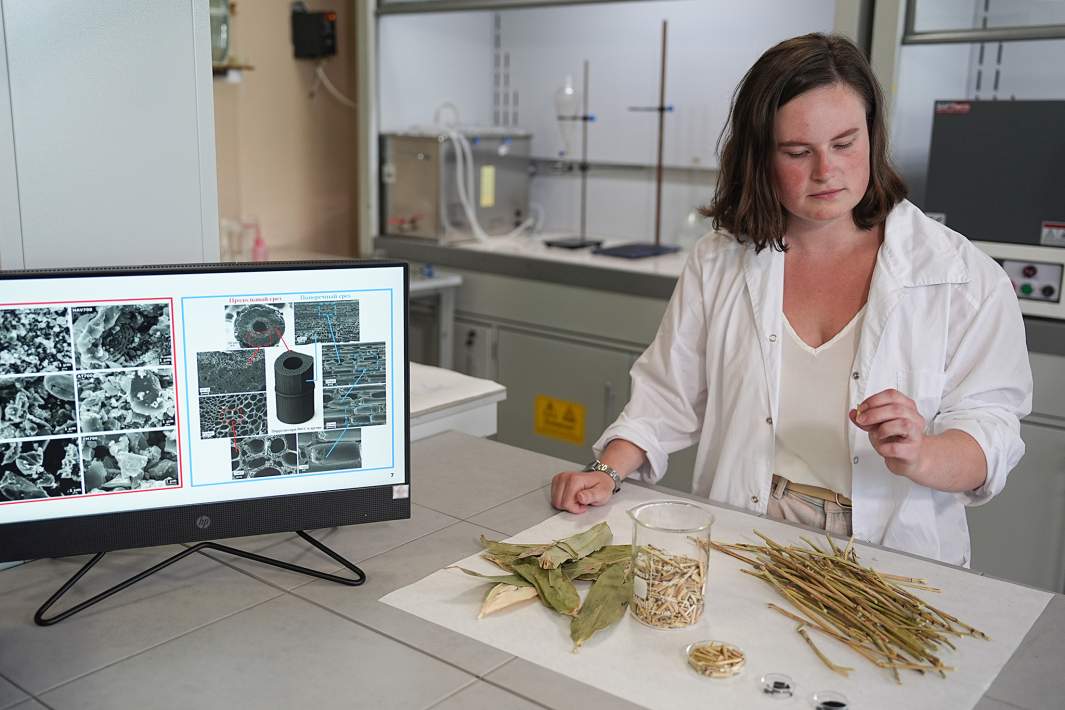 Батарейки из курильского бамбука