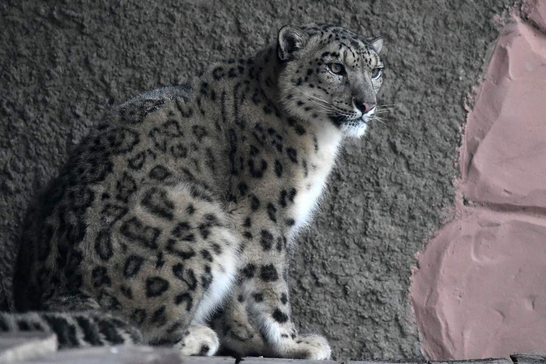 снежный барс