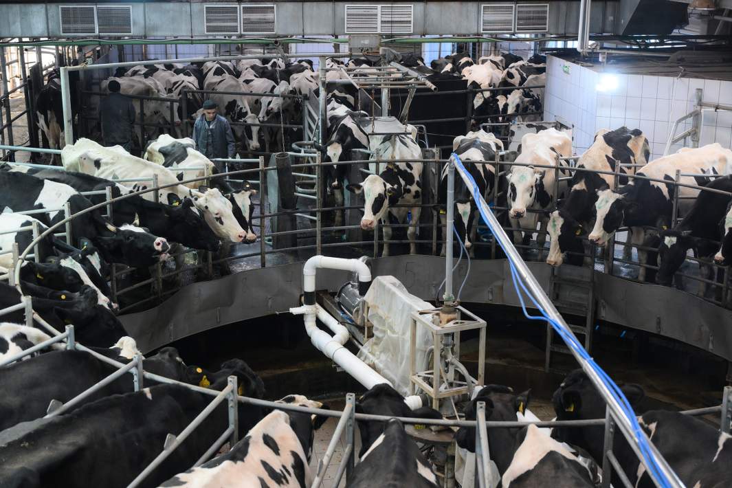 Доильно-молочный блок на ферме