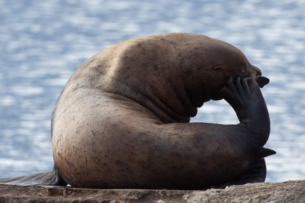 Морской лев
