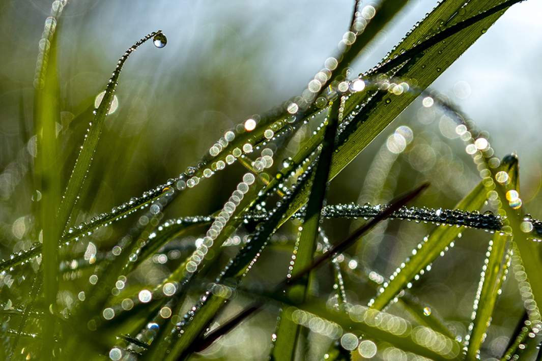 Капли утренней росы на траве