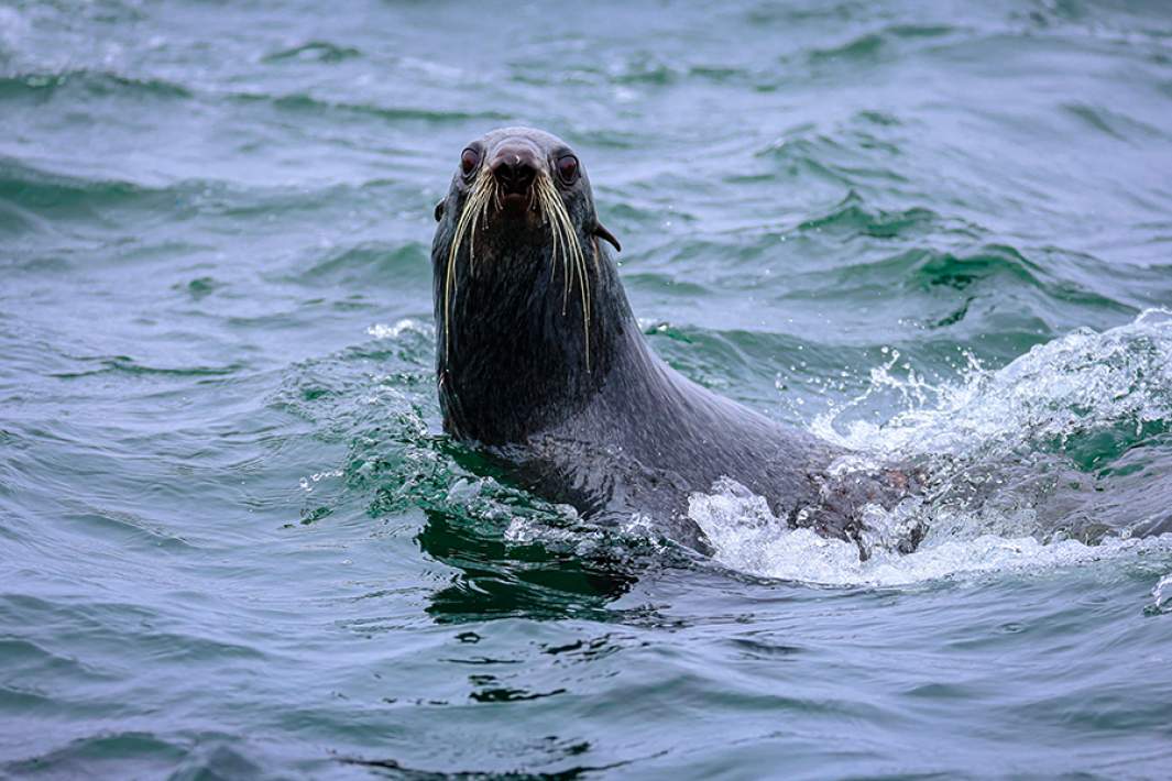 Морской лев
