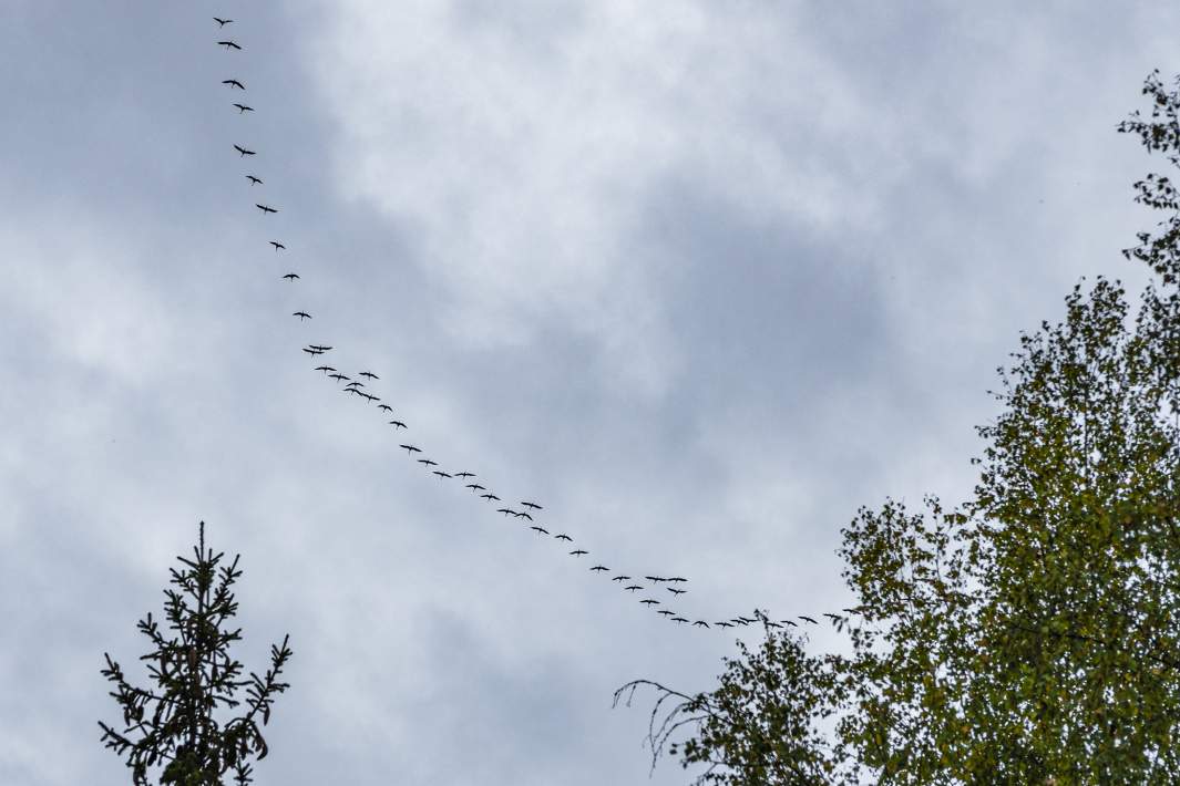 Птицы летят на юг 