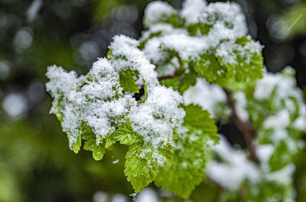 Первый снег