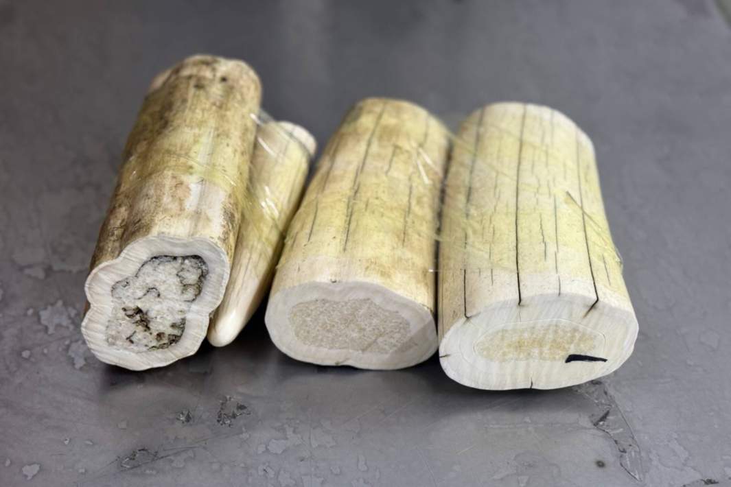 бивни моржа