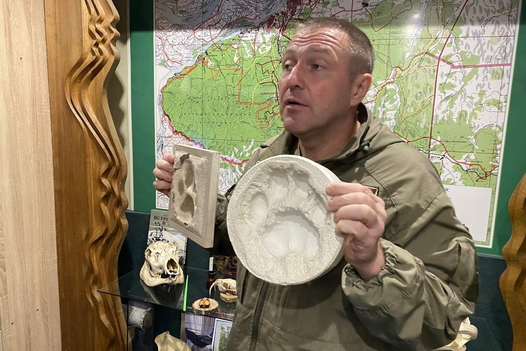 Антон Фетисов, директор Большехехцирского заповедника, с отпечатками лап амурских тигров