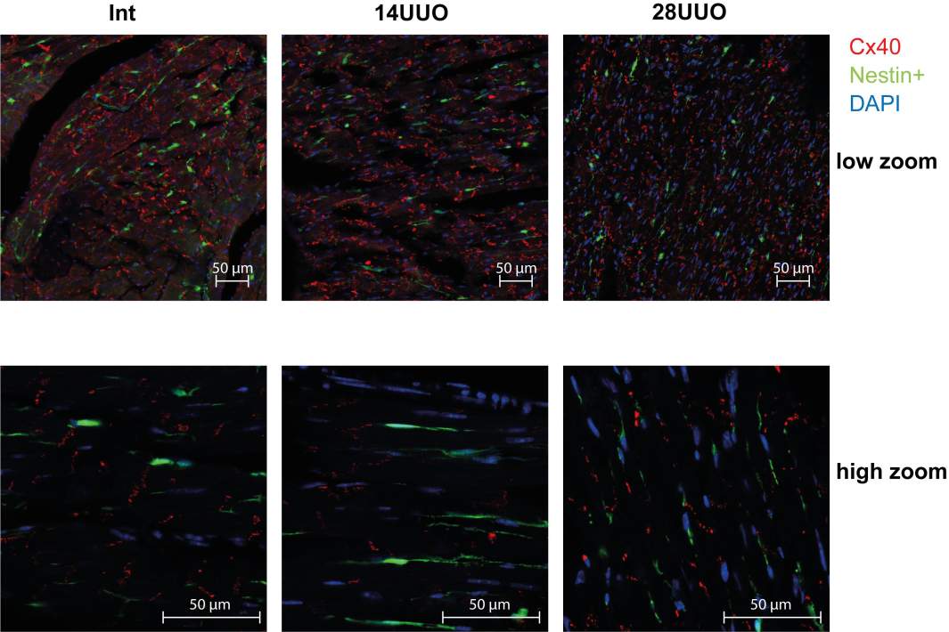 снимки клетокк