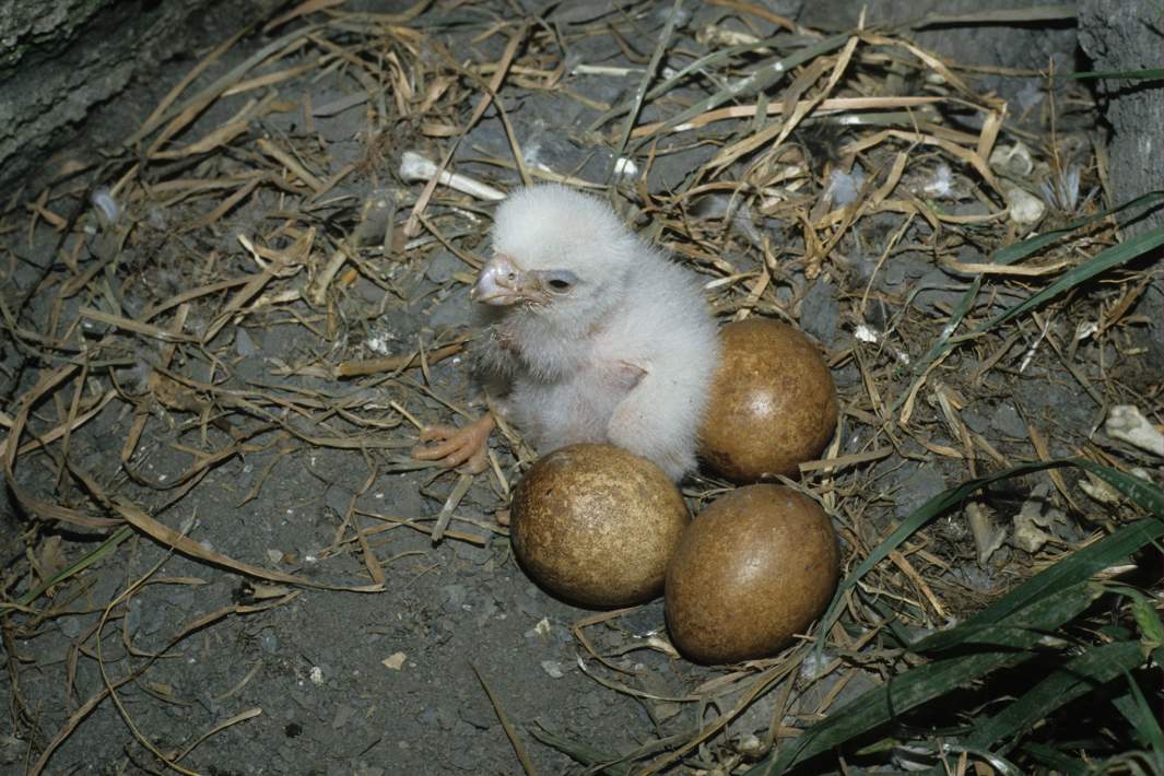 Птенец сапсана 