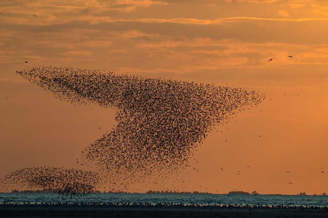 Стая птиц 
